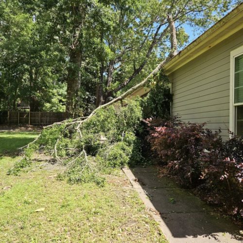 Daphne, AL, USA - emergency job - Daphne, AL (Lake Forest Subdivision) - tree failed due to high winds, internal decay, and bark inclusion