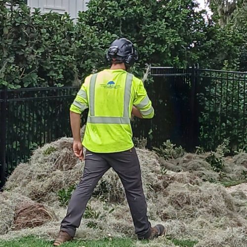 Daphne, AL  - Spanish Moss Removal and Dead wooding
