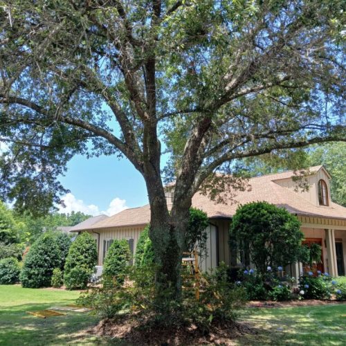 Point Clear, AL - installing supplemental support system in live oak