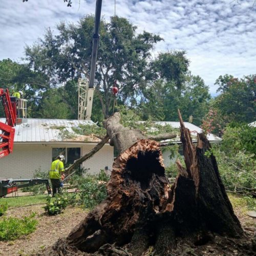 Emergency Tree Removal in Fairhope, AL