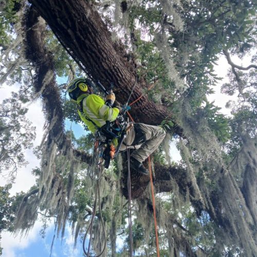 Point Clear, AL -Installing Tree Lightning Protection & Swing  (In Progress)