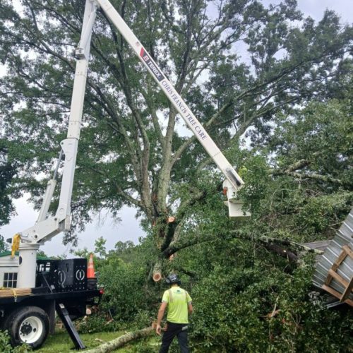 Theodore, AL - Emergency Tree Removal Due to Bark Inclusion