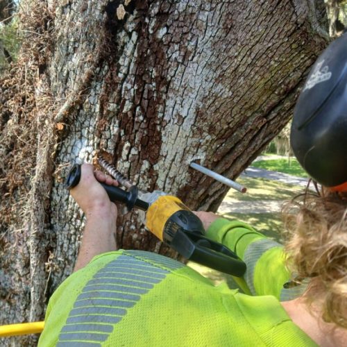 Olde Towne Daphne, AL - Supplemental Support System Installed on Live Oak