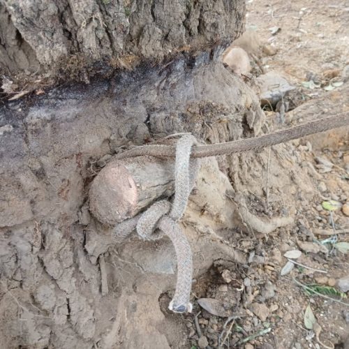 Spanish Fort, AL, - pruning of large girdling root on live oak