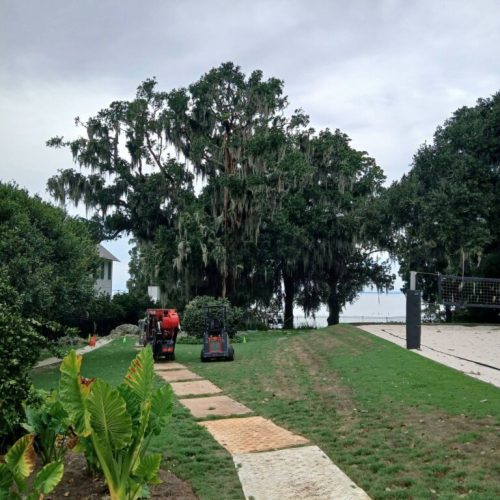 Daphne, AL  - Spanish Moss Removal and Dead wooding