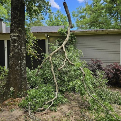 Daphne, AL, USA - emergency job - Daphne, AL (Lake Forest Subdivision) - tree failed due to high winds, internal decay, and bark inclusion