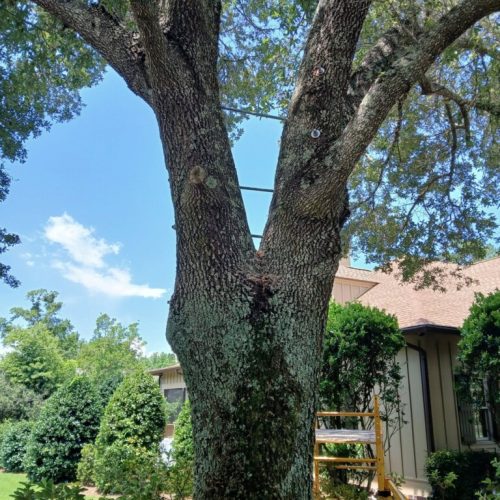 Point Clear, AL - installing supplemental support system in live oak