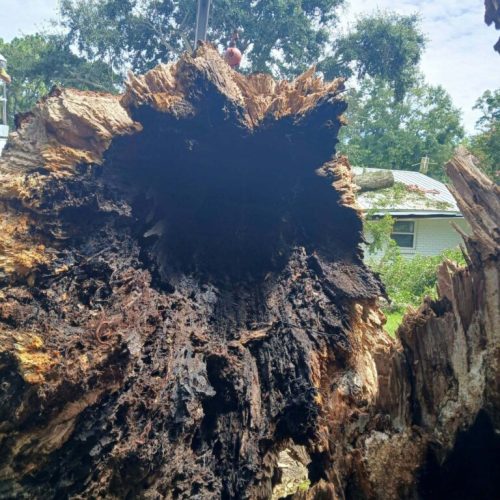 Emergency Tree Removal in Fairhope, AL