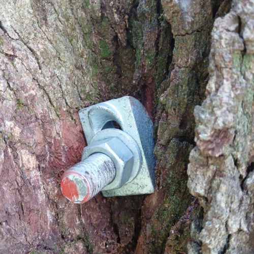 Silverhill, AL - Tree Support Installation with 11 support rods to improve the tree’s structural stability Day 2