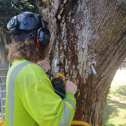 Olde Towne Daphne, AL - Supplemental Support System Installed on Live Oak