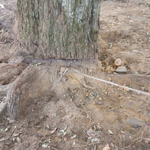 Spanish Fort, AL, - pruning of large girdling root on live oak