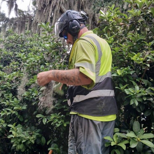 Daphne, AL  - Spanish Moss Removal and Dead wooding