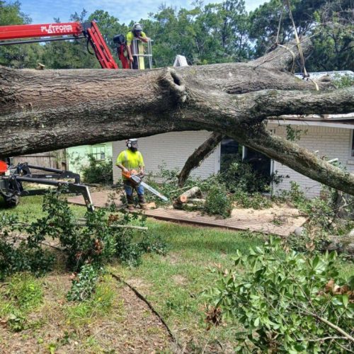 Emergency Tree Removal in Fairhope, AL
