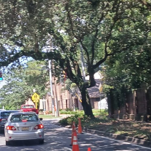 Mobile, AL - Springhill Avenue - city work - pruning the entire street