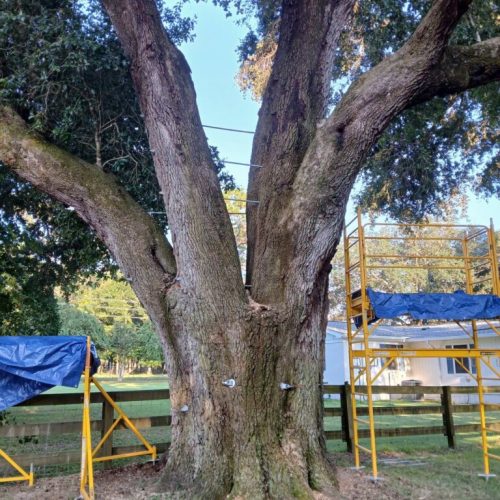 Silverhill, AL - Tree Support Installation with 11 support rods to improve the tree’s structural stability Day 2