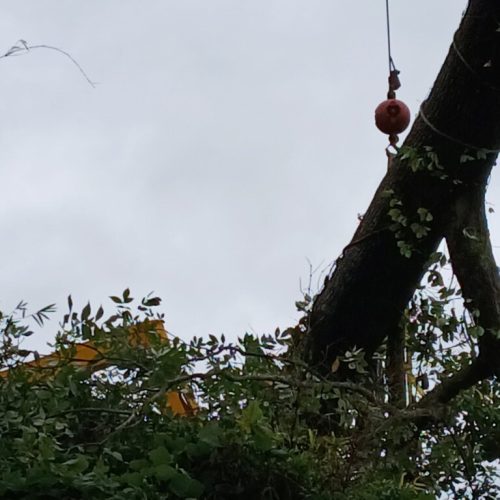 Fairhope, AL - emergency tree - failed due to high winds and poor structure