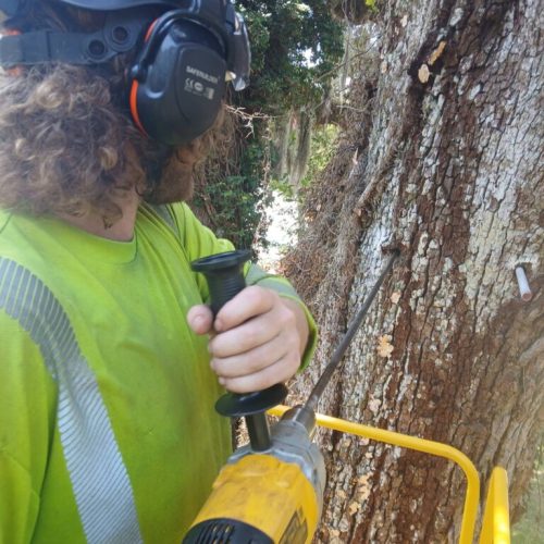 Olde Towne Daphne, AL - Supplemental Support System Installed on Live Oak