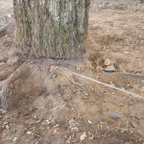 Spanish Fort, AL, - pruning of large girdling root on live oak