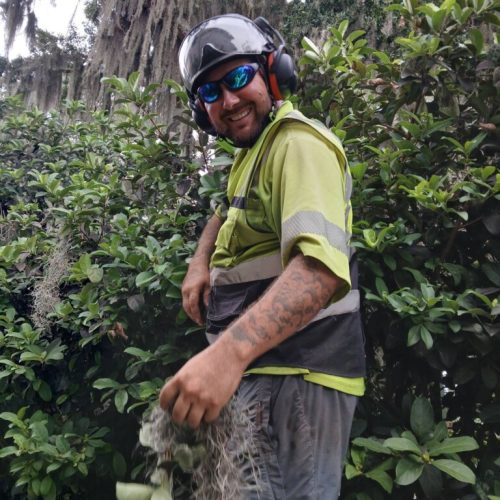 Daphne, AL  - Spanish Moss Removal and Dead wooding