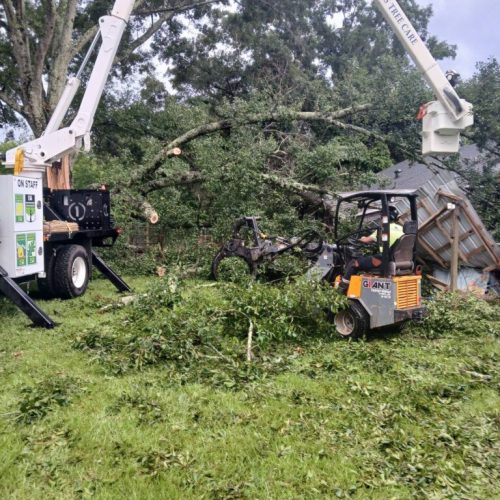 Theodore, AL - Emergency Tree Removal Due to Bark Inclusion