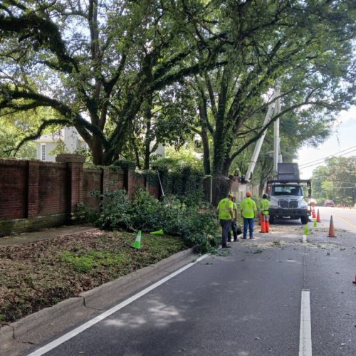 Mobile, AL - Springhill Avenue - city work - pruning the entire street