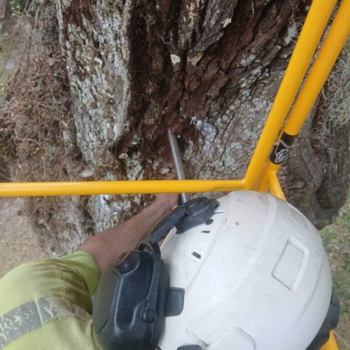 Olde Towne Daphne, AL - Supplemental Support System Installed on Live Oak