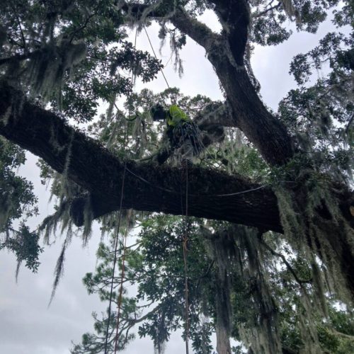 Point Clear, AL -Installing Tree Lightning Protection & Swing  (In Progress)
