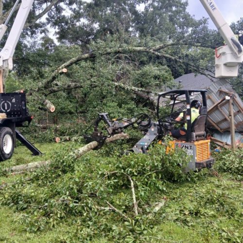 Theodore, AL - Emergency Tree Removal Due to Bark Inclusion