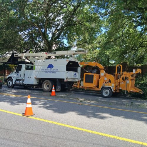 Mobile, AL - Springhill Avenue - city work - pruning the entire street