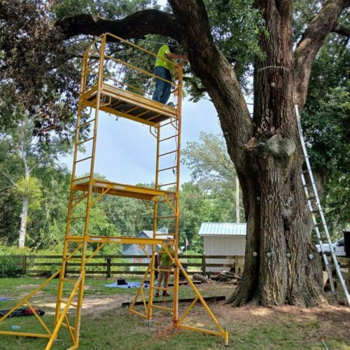 Silverhill, AL - Tree Preservation Project Completed with 22 Support Rods