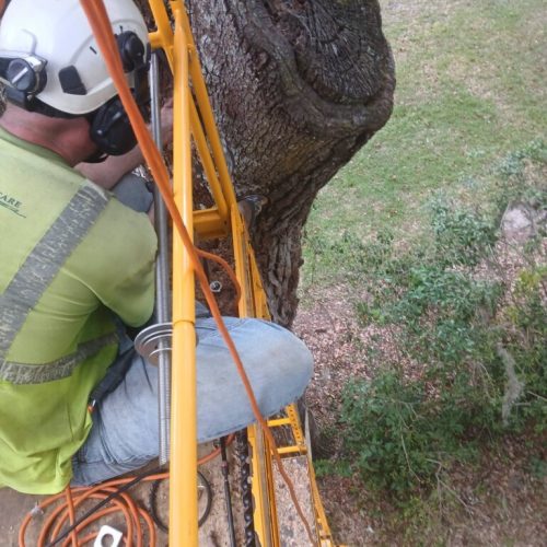 Olde Towne Daphne, AL - Supplemental Support System Installed on Live Oak