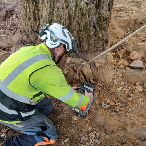 Spanish Fort, AL, - pruning of large girdling root on live oak