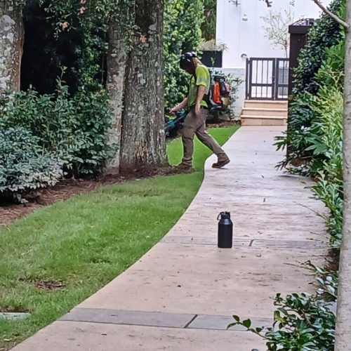Daphne, AL  - Spanish Moss Removal and Dead wooding