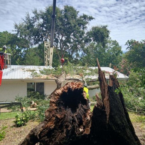 Emergency Tree Removal in Fairhope, AL