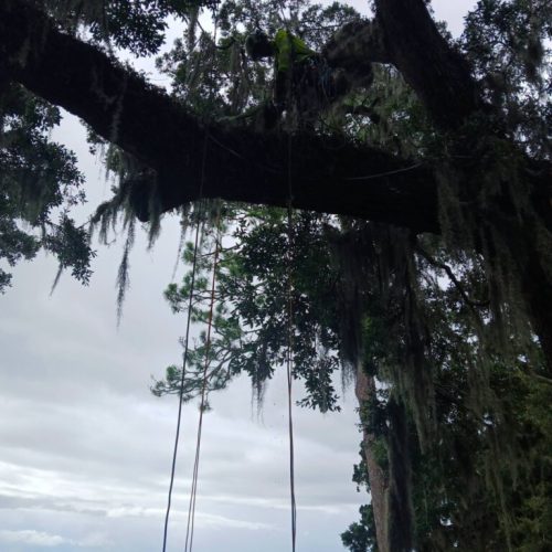 Point Clear, AL -Installing Tree Lightning Protection & Swing  (In Progress)