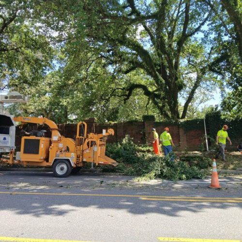Mobile, AL - Springhill Avenue - city work - pruning the entire street