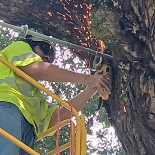 Silverhill, AL - Tree Preservation Project Completed with 22 Support Rods