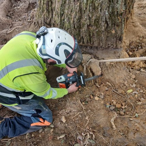 Spanish Fort, AL, - pruning of large girdling root on live oak