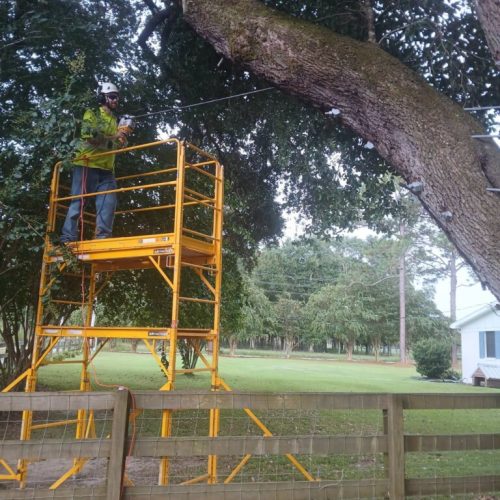 Silverhill, AL - Tree Preservation Project Completed with 22 Support Rods