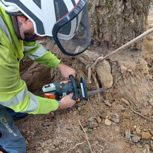 Spanish Fort, AL, - pruning of large girdling root on live oak