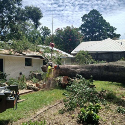 Emergency Tree Removal in Fairhope, AL
