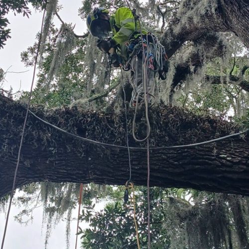 Point Clear, AL -Installing Tree Lightning Protection & Swing  (In Progress)