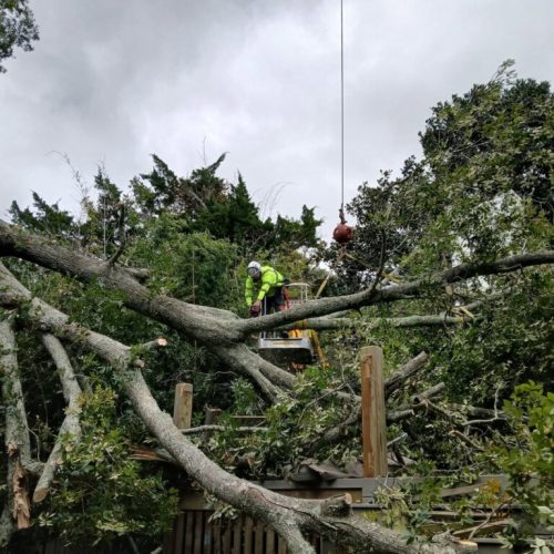 Fairhope, AL - emergency tree - failed due to high winds and poor structure