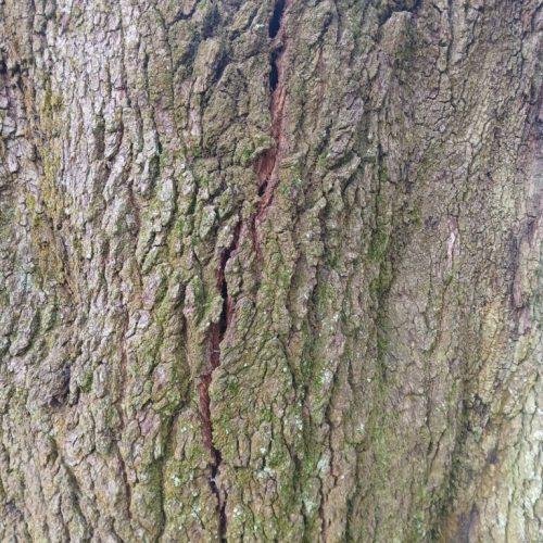 Silverhill, AL - Emergency Tree Support Installation