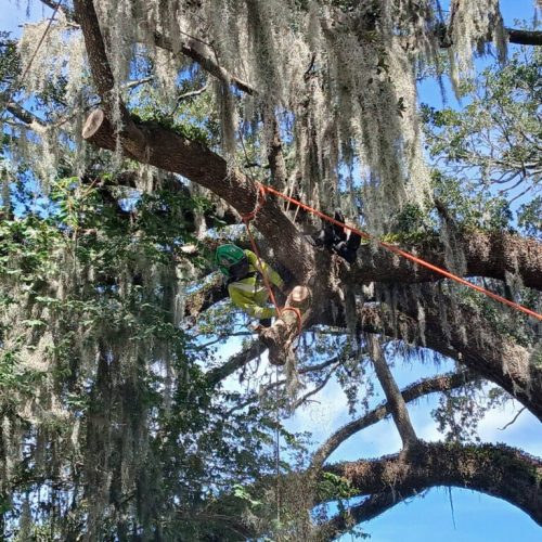 Fairhope, AL - Multiple Tree Climbers Working in the Canopy