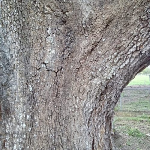 7201 Deakle Lane, Irvington, AL - live oak with hypoxelon canker