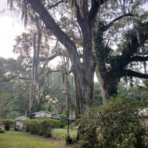 Olde Towne Daphne, AL - Supplemental Support System Installed on Live Oak