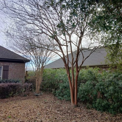 Fairhope, AL - properly pruning crape myrtles (not topping)