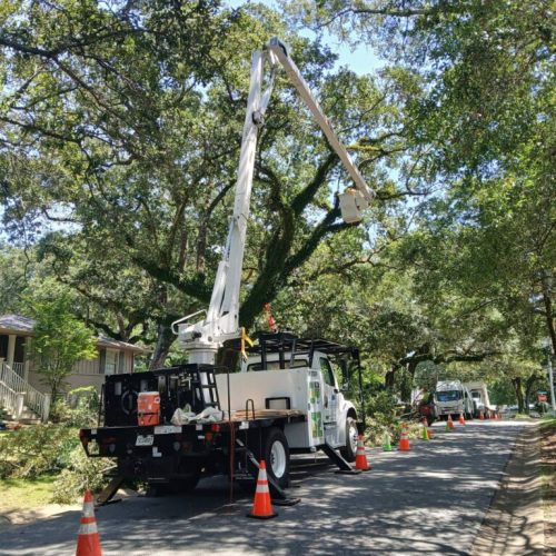 Fairhope, AL - Deadwooding, Clearance & Reduction Pruning