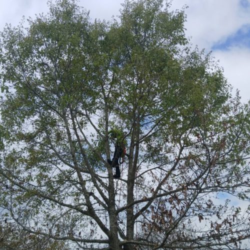 Fairhope, AL - structural pruning on some young trees